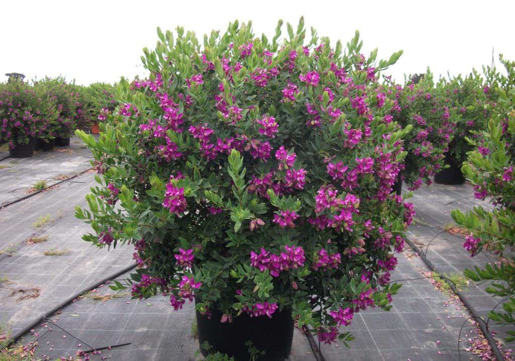 VIVAI MICHELE – Outdoor ornamental plants – Ostuni (BR) » » Polygala Myrtifolia – cespuglio – V/36